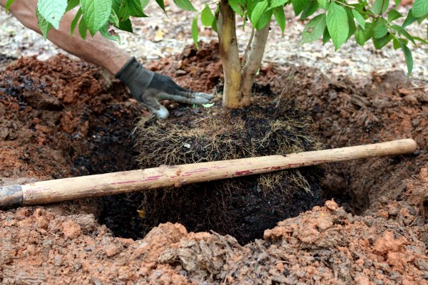 Preparing Soil for Planting