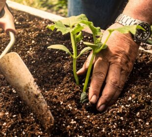 Preparing-Soil-for-Planting