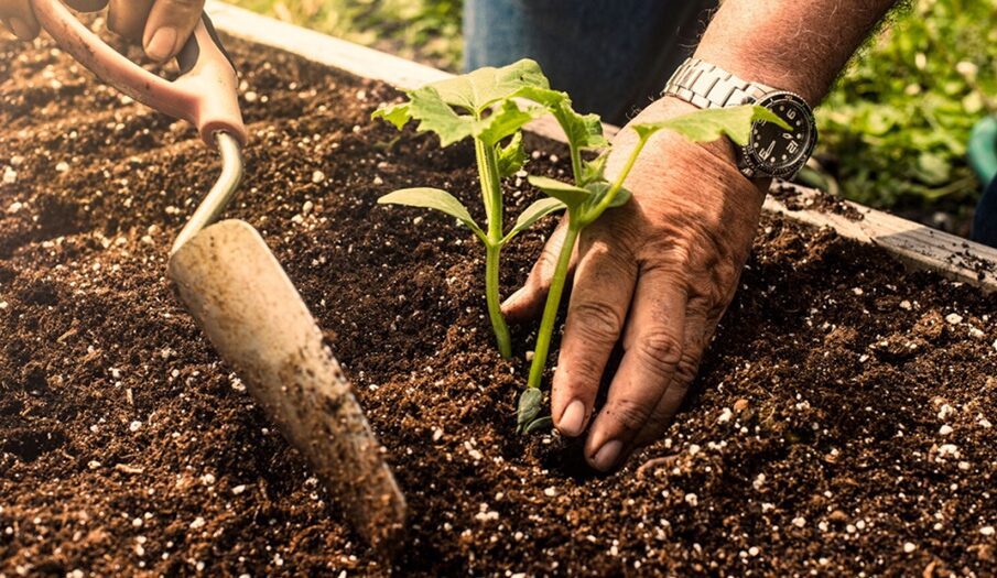 Preparing-Soil-for-Planting