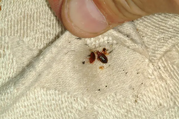 Bed Bug Infestation