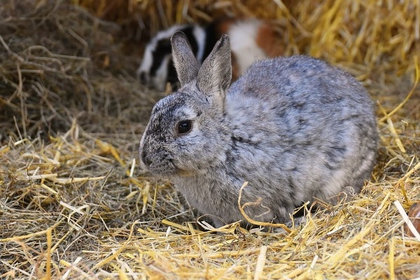 Health Issues in Rabbits